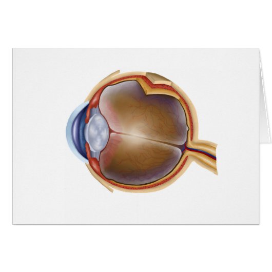 Anatomy Of Human Eye Cards (Front Horizontal)