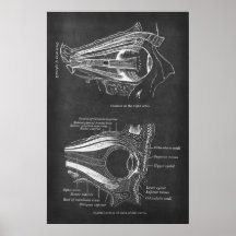 Anatomy of Human Eye Muscles of Right Orbit
