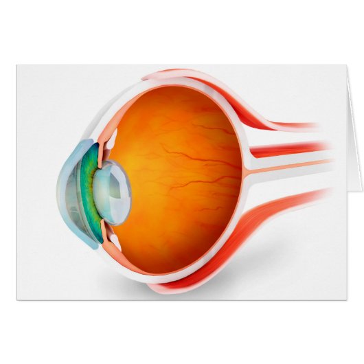Anatomy Of Human Eye, Perspective Cards (Front Horizontal)