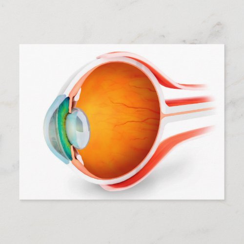 Anatomy Of Human Eye Perspective Postcard