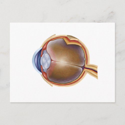 Anatomy Of Human Eye Postcard