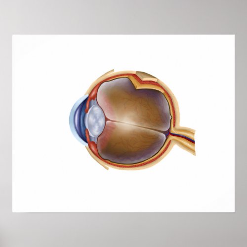 Anatomy Of Human Eye Poster