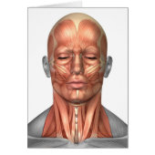 Anatomy Of Human Face And Neck Muscles, Front (Front)