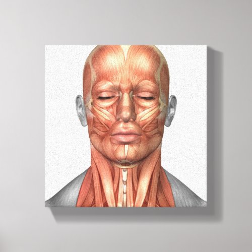 Anatomy Of Human Face And Neck Muscles Front Canvas Print