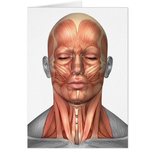 Anatomy Of Human Face And Neck Muscles, Front Cards (Front)