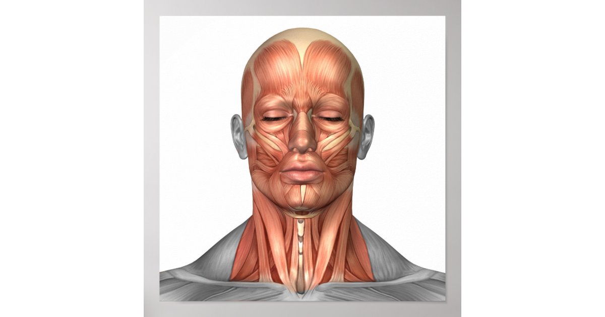 front muscles anatomy