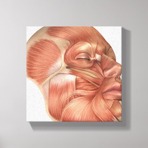 Anatomy Of Human Face Muscles Canvas Print