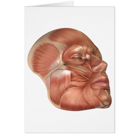 Anatomy Of Human Face Muscles Cards (Front)