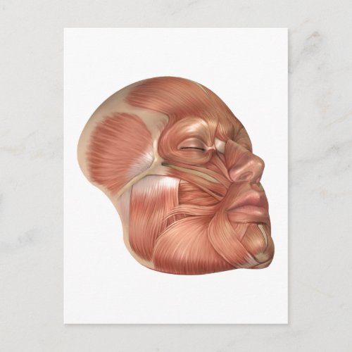 Anatomy Of Human Face Muscles Postcard