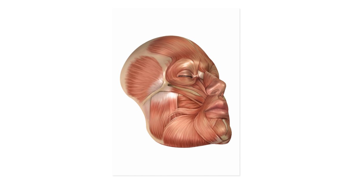 Anatomy Of Human Face Muscles Postcard | Zazzle.com