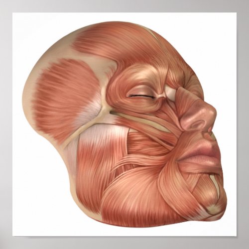 Anatomy Of Human Face Muscles Poster