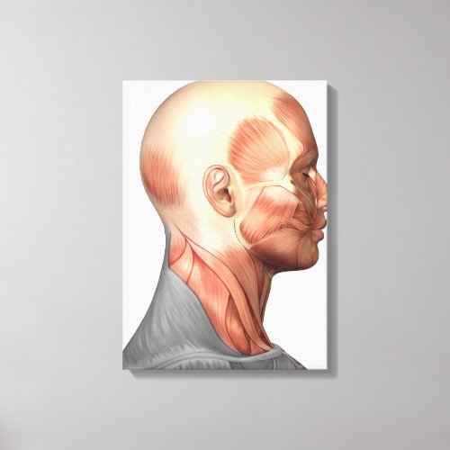 Anatomy Of Human Face Muscles Side View Canvas Print