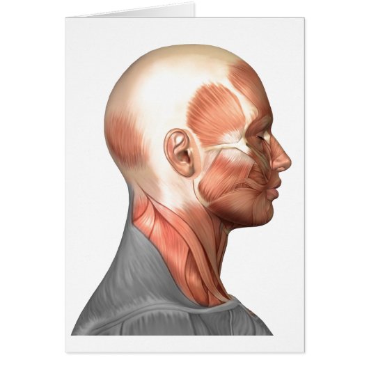 Anatomy Of Human Face Muscles, Side View Cards (Front)