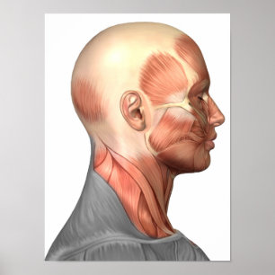 Anatomy Of Human Face Muscles, Side View Poster
