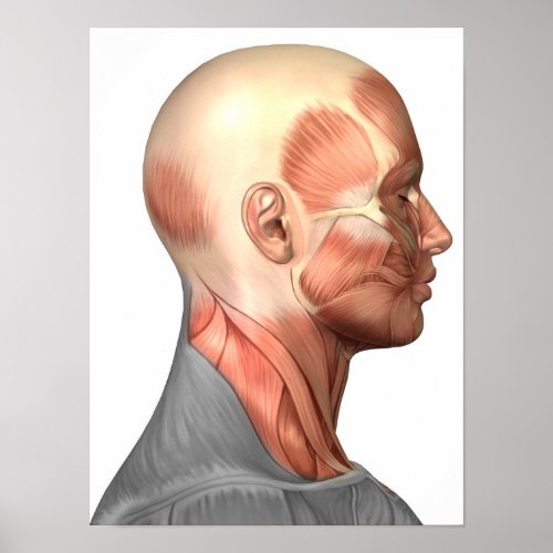 Anatomy Of Human Face Muscles Side View Poster