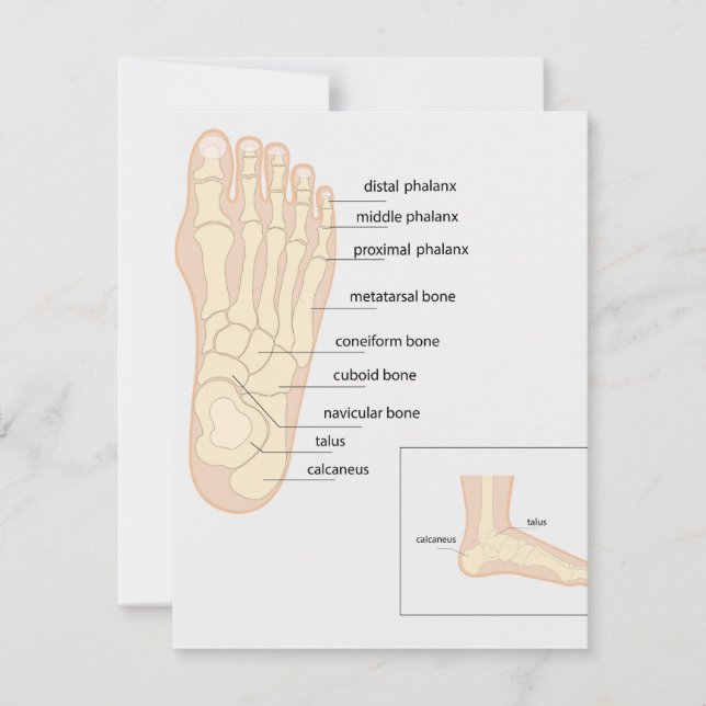 Anatomy of human foot  note card (Front)
