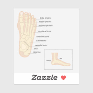 Anatomy of human foot Sticker