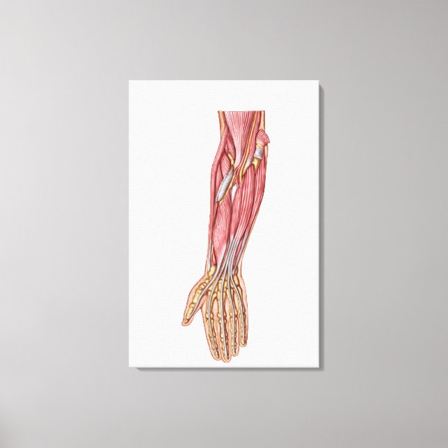 Anatomy Of Human Forearm Muscles 1 Canvas Print (Front)