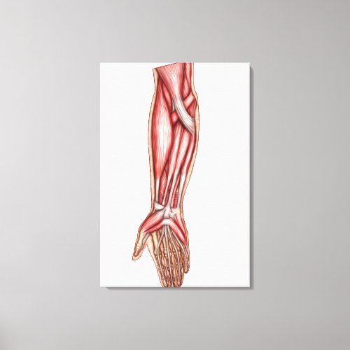 Anatomy Of Human Forearm Muscles 2 Canvas Print