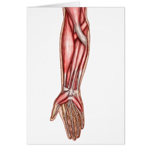 Anatomy Of Human Forearm Muscles 2 Cards (Front)