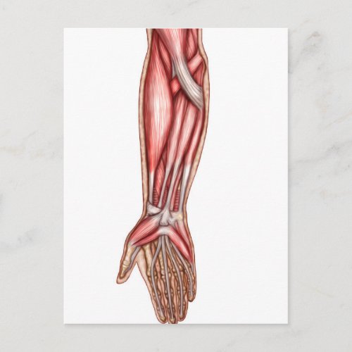Anatomy Of Human Forearm Muscles 2 Postcard