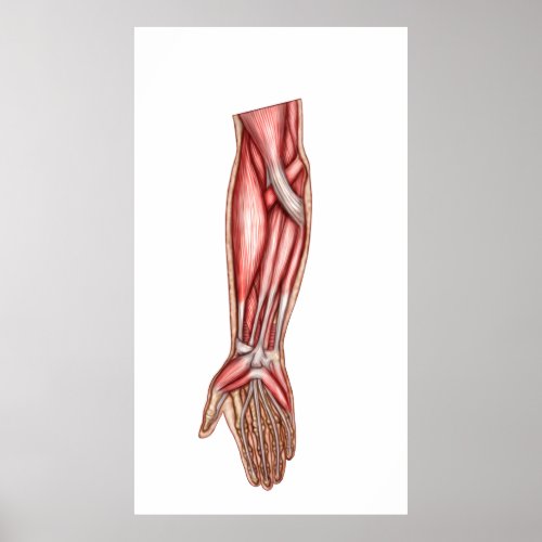 Anatomy Of Human Forearm Muscles 2 Poster