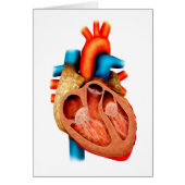 Anatomy Of Human Heart, Cross Section (Front)