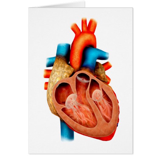 Anatomy Of Human Heart, Cross Section Cards (Front)