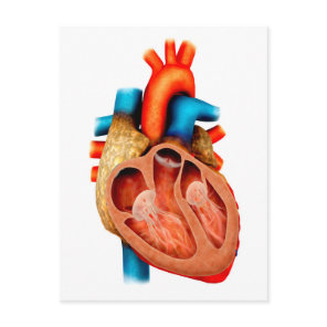 Anatomy Of Human Heart, Cross Section Postcard