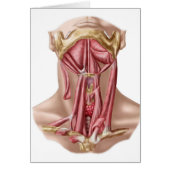 Anatomy Of Human Hyoid Bone And Neck Muscles (Front)