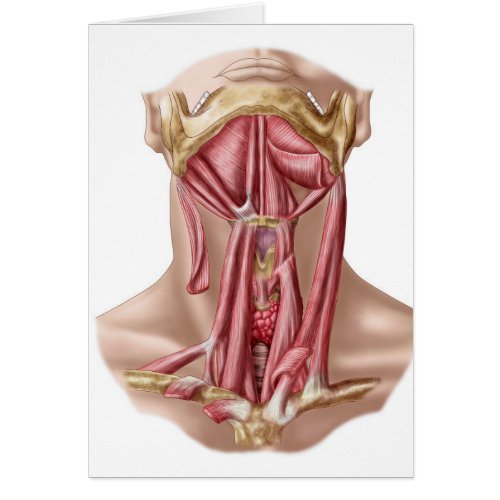 Anatomy Of Human Hyoid Bone And Neck Muscles