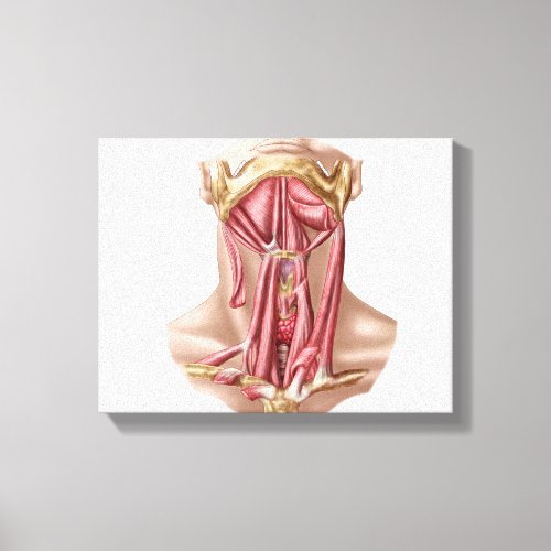 Anatomy Of Human Hyoid Bone And Neck Muscles Canvas Print