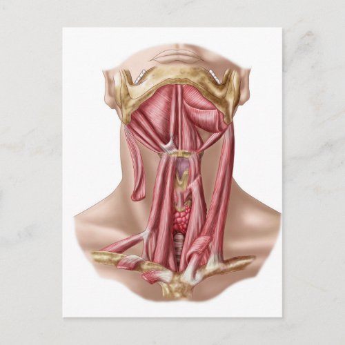 Anatomy Of Human Hyoid Bone And Neck Muscles Postcard