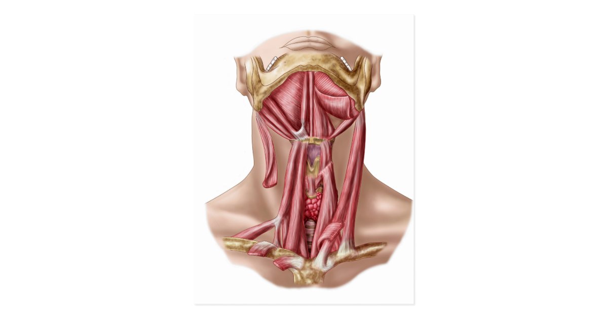 Anatomy Of Human Hyoid Bone And Neck Muscles Postcard | Zazzle.com