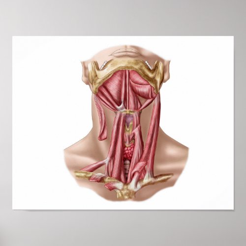 Anatomy Of Human Hyoid Bone And Neck Muscles Poster