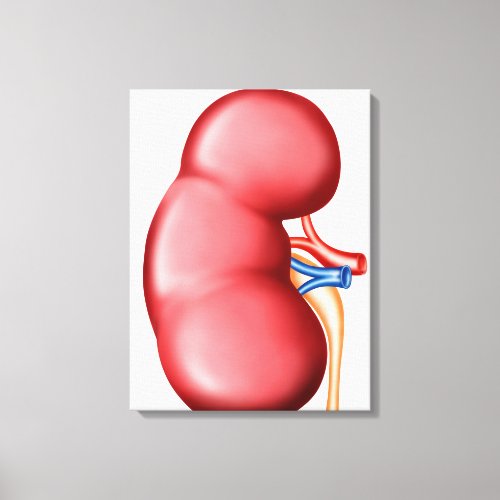 Anatomy Of Human Kidney Canvas Print