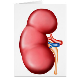 Anatomy Of Human Kidney Cards