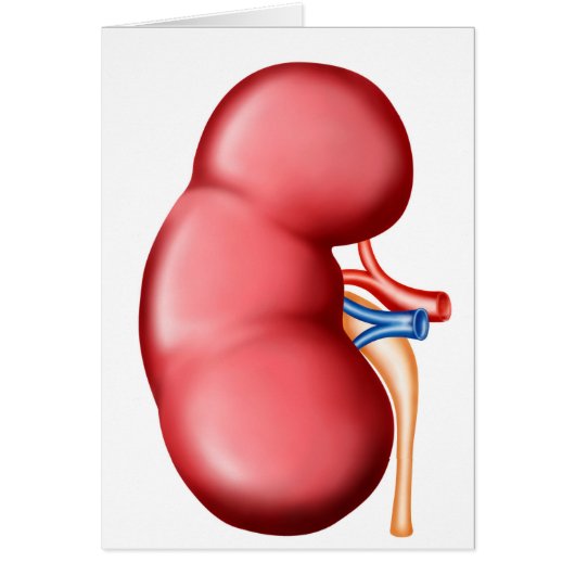 Anatomy Of Human Kidney Cards (Front)