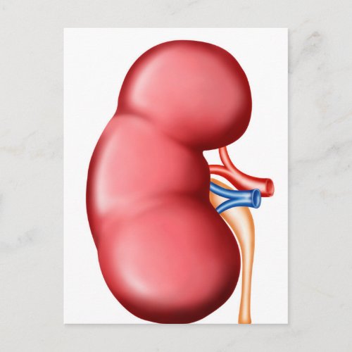 Anatomy Of Human Kidney Postcard