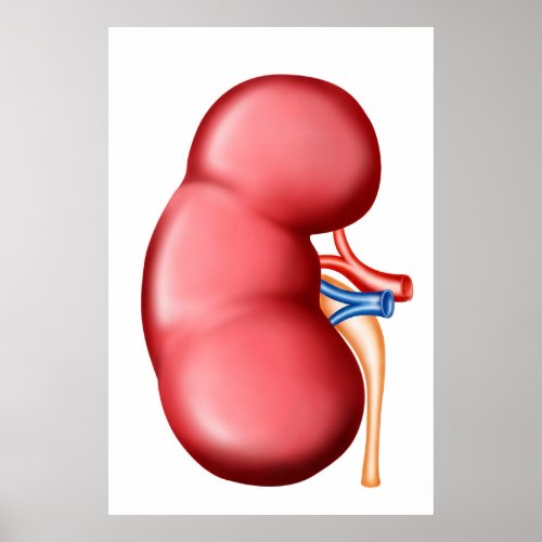 Anatomy Of Human Kidney Poster