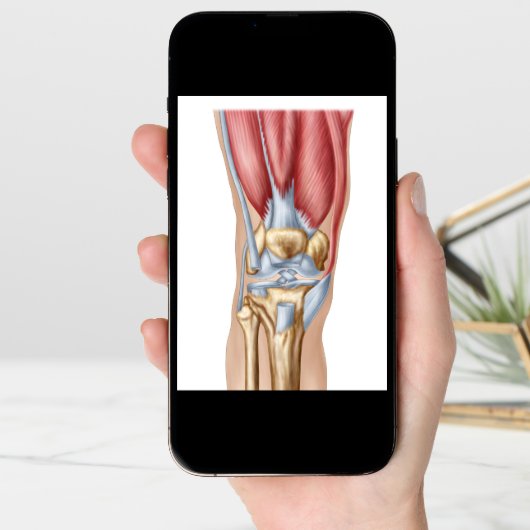 Anatomy Of Human Knee Joint (Front Digital)