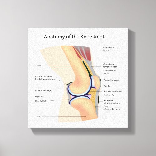 Anatomy of human knee joint canvas print