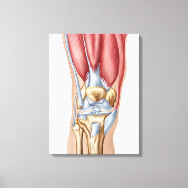 Anatomy Of Human Knee Joint Canvas Print (Front)