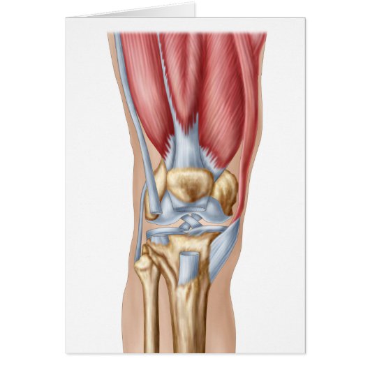Anatomy Of Human Knee Joint Cards (Front)