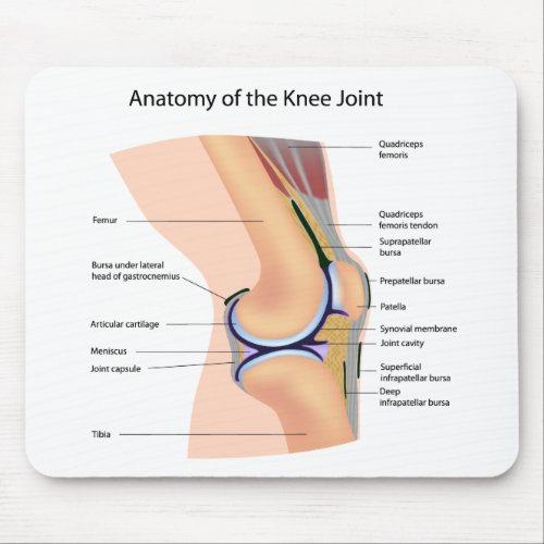 Anatomy of human knee joint mousepad