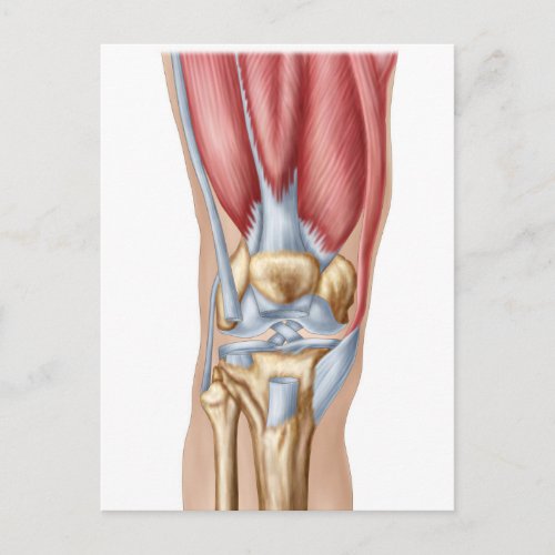 Anatomy Of Human Knee Joint Postcard