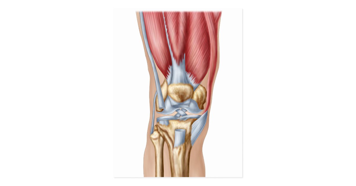 Anatomy Of Human Knee Joint Postcard | Zazzle.com