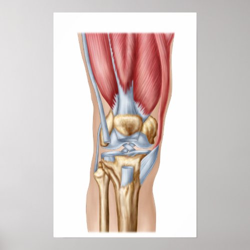 Anatomy Of Human Knee Joint Poster