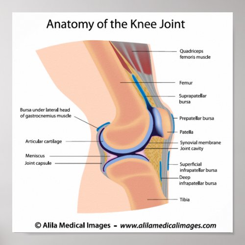 Anatomy of human knee joint poster