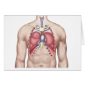 Anatomy Of Human Lungs In Situ (Front Horizontal)